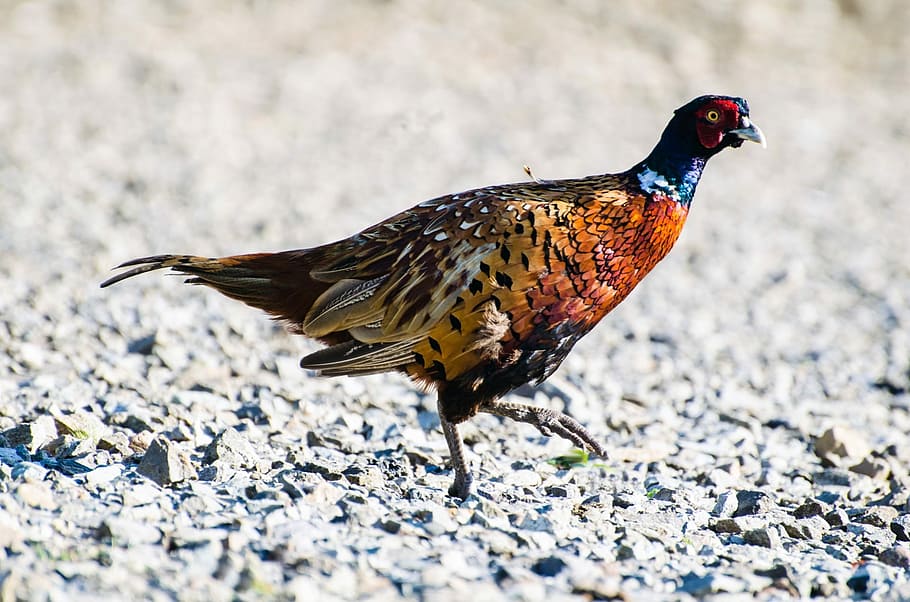 Bird, Cock, Pheasant, Animals, Flush, gallinaceous, habitat HD wallpaper