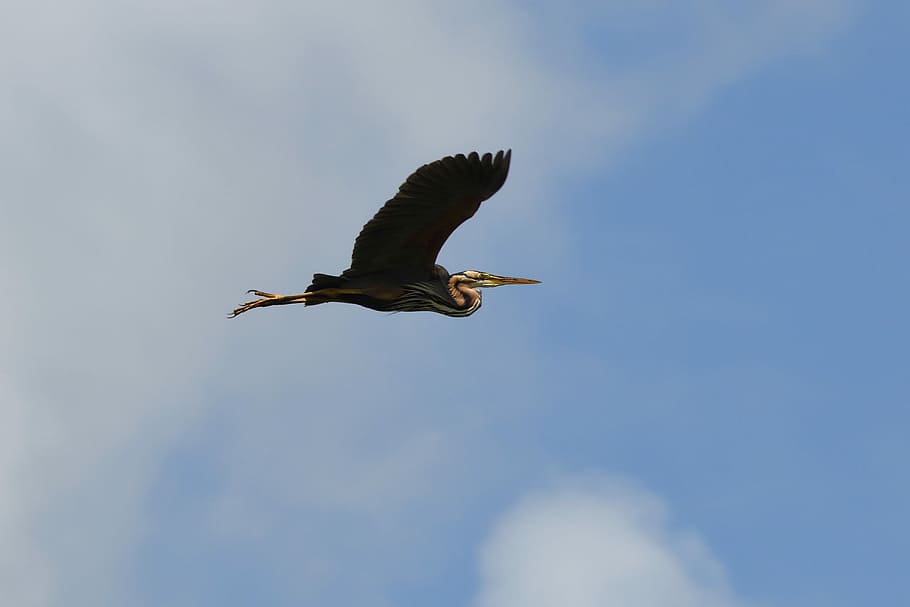 Heron, Flight, Bird, Marsh, Brière, one animal, animal wildlife HD wallpaper