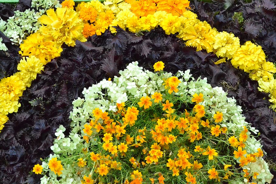 Flowers, Floral, Pattern, floral pattern, yellow, close-up HD wallpaper