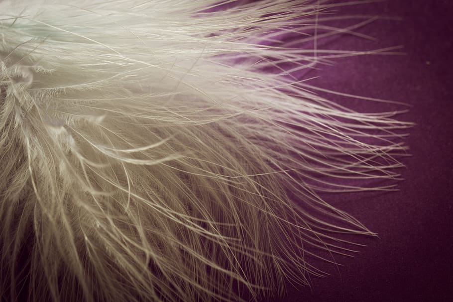 white feather, ease, airy, spring dress, bird feather, featherweight HD wallpaper