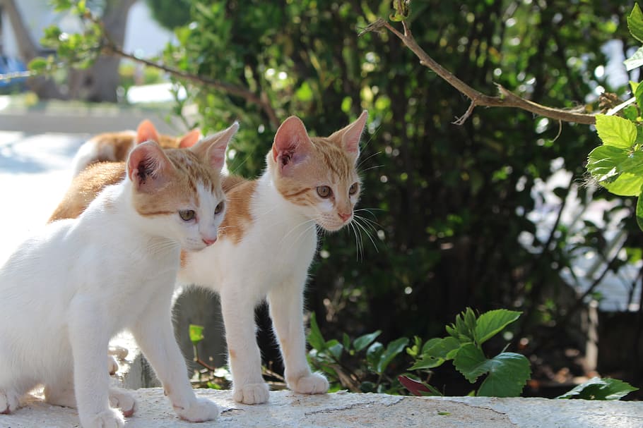 kitten, cat, animal, kitty, white, pet, adorable, cute, domestic HD wallpaper