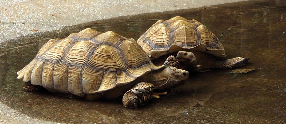 turtles, galapagos, tortoise, animal, animal themes, history HD wallpaper