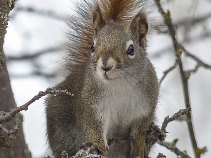 selective focus photo of brown squirrel during daytime, Animal, Forest HD wallpaper