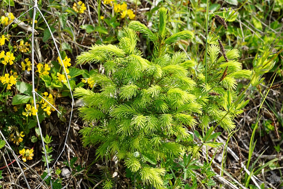 fir, tree, young, spring, aroma, perfume, active substance HD wallpaper