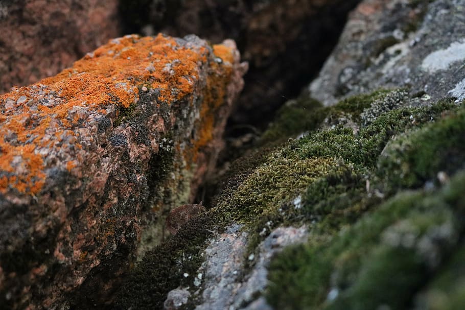 moss, orange, green, macro, nature, lichen, rock - Object, selective focus HD wallpaper