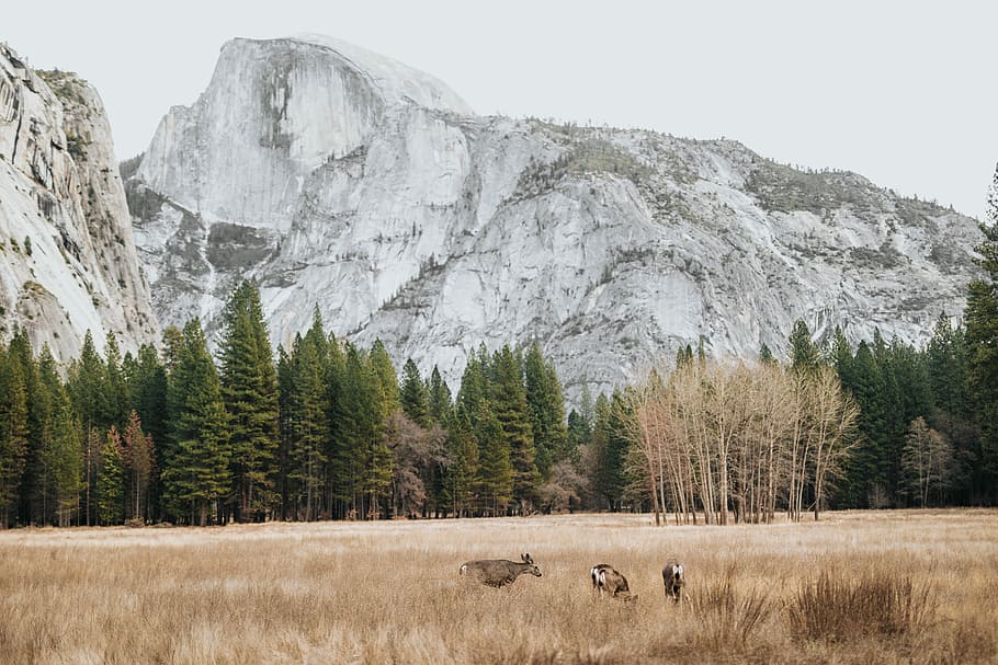 landscape photography of mountains, several animals at grass field near mountain HD wallpaper