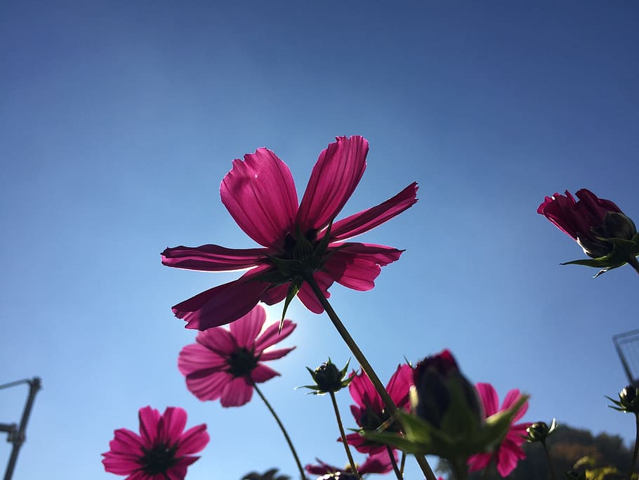 flower, sunlight, autumn, sky, blossom, garden, floral, bloom HD wallpaper