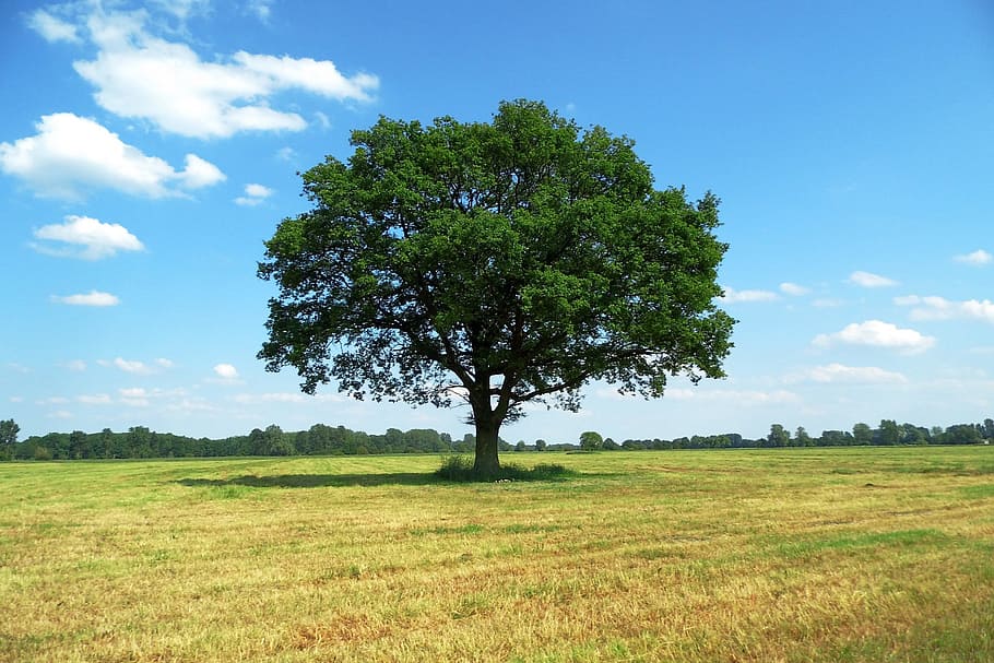 Tree, Landscape, Nature, Sky, Meadow, agriculture, spacious HD wallpaper