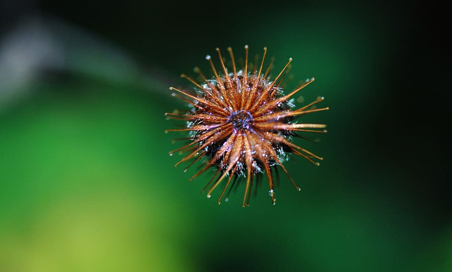 dandelion, hawkbit, flower, plant, nature, sun, no people, close-up HD wallpaper