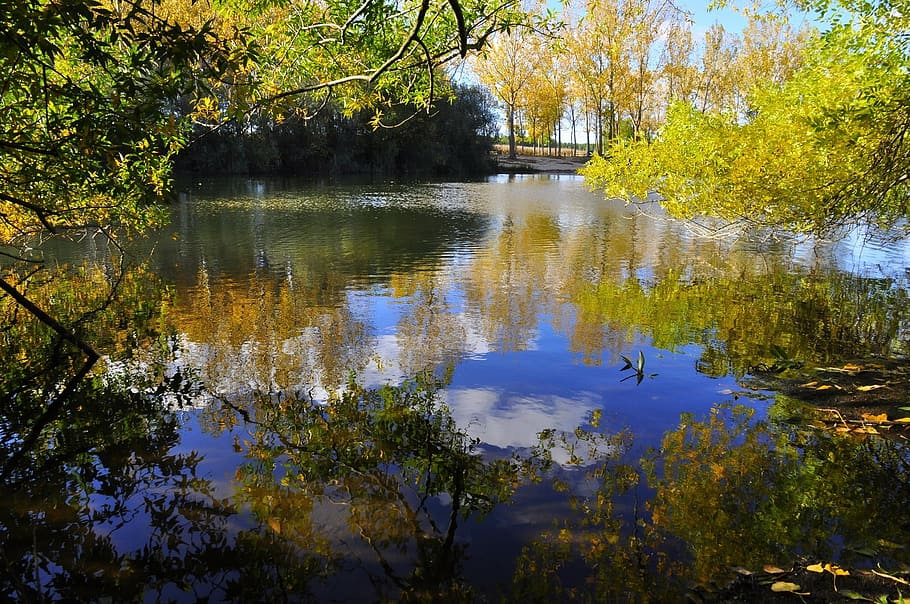 scenery of trees beside body of water, landscape, scenic, autumn HD wallpaper