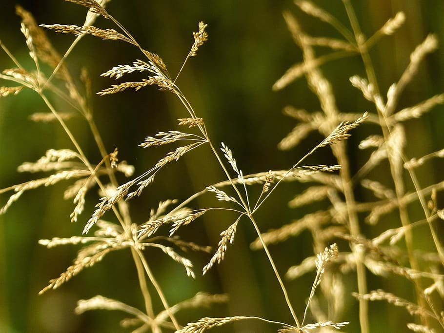 grass, meadow, macro, nature, outside, close-up, filigree, plants HD wallpaper