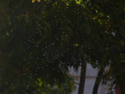 Mosquitoes, Fly, Insect, Back Light, angescheint, points of light HD wallpaper