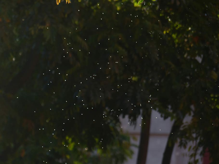 Mosquitoes, Fly, Insect, Back Light, angescheint, points of light HD wallpaper