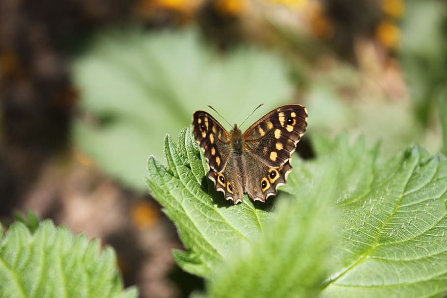insect, butterfly, macro, brown, leaf, tircis, invertebrate HD wallpaper