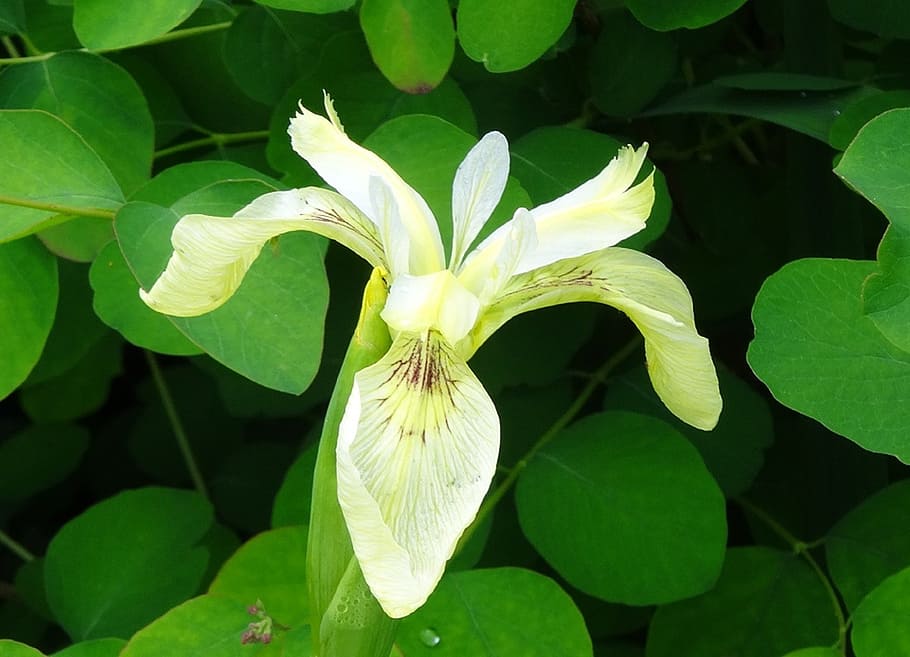 bog iris, flower, wetland, cream, marsh, plant, water, plant part HD wallpaper