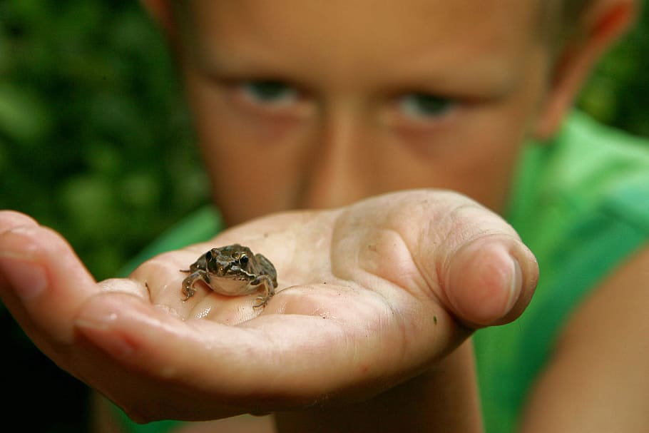 frog, boy, child, hand, wildlife, nature, amphibian, green HD wallpaper