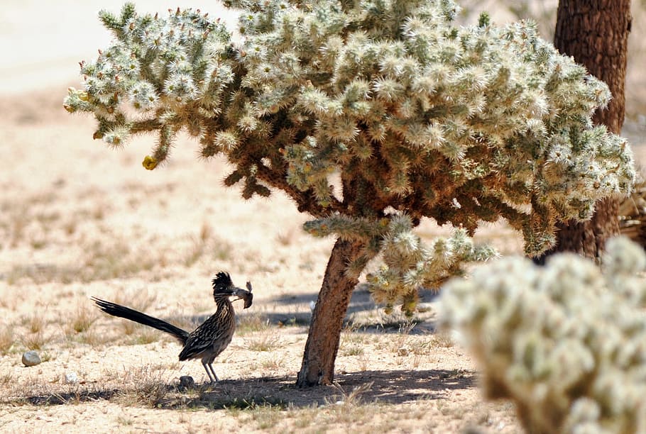 woodpecker, roadrunner, bird, chaparral, ground cuckoo, fast HD wallpaper