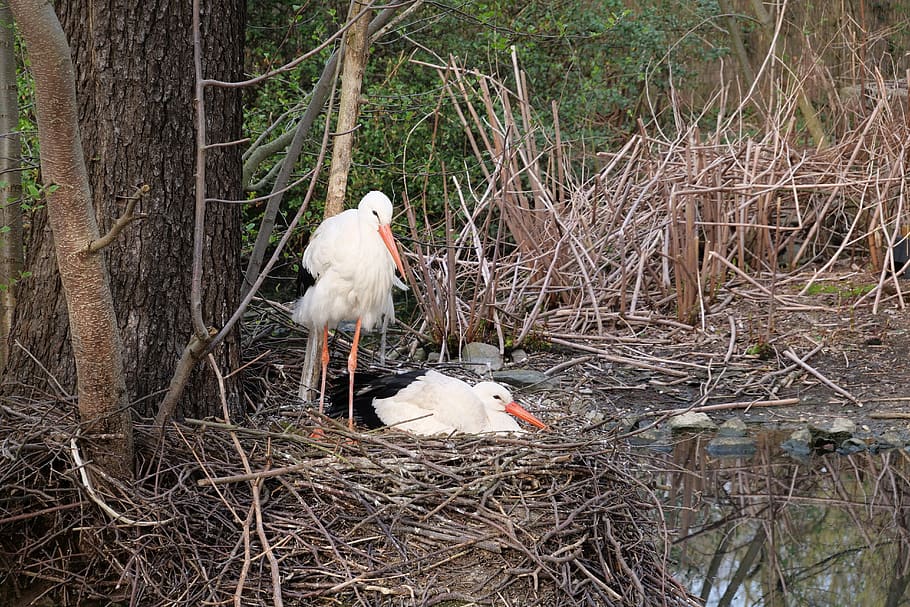 nature, bird, white stork, rattle stork, hatchery, breeding pair, HD wallpaper