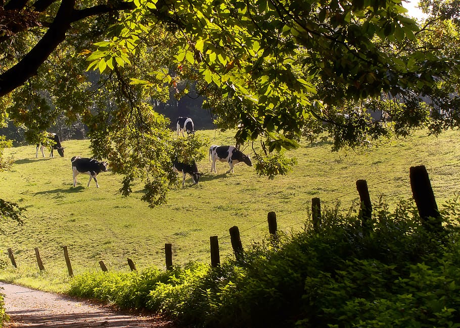 cows, meadow, forest, milk, autumn, animal, pasture, agriculture HD wallpaper