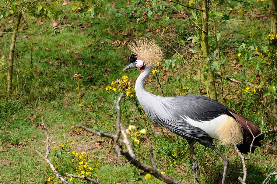 Crane, Bird, Animal, one animal, animal wildlife, animals in the wild HD wallpaper
