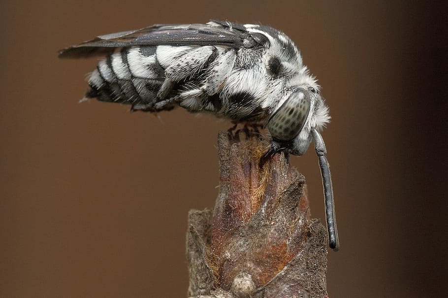 selective focus photography of gray fly perched on brown twig
