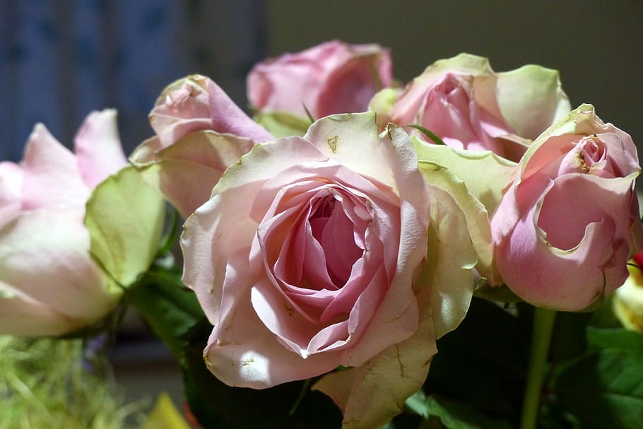 bouquet, roses, dusky pink, color, romantic, romance, blossom, HD wallpaper