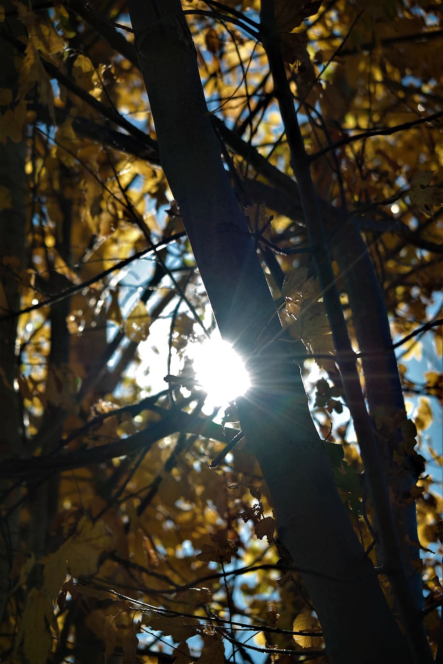 leaves, sun, rays, autumn, backlighting, fall foliage, sunlight HD wallpaper