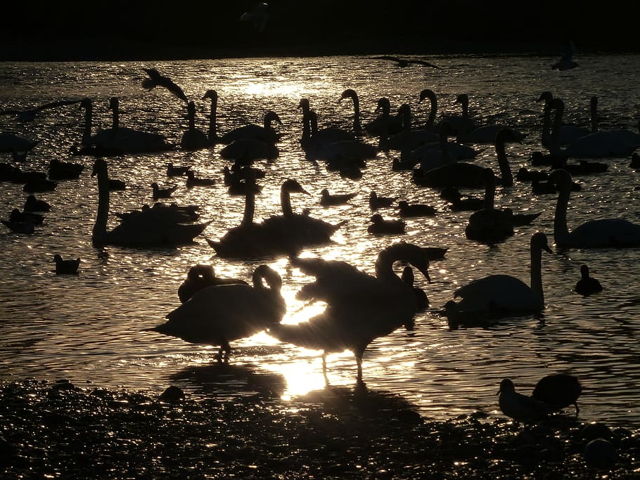 Swan, Shadow, Swans, Water, Mirroring, reflection, silhouette HD wallpaper