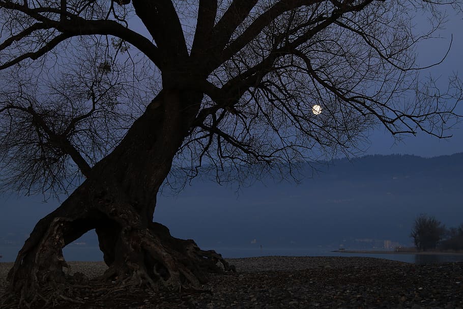 Tree, Dance, Moon, Evening, Mood, full moon, lighting, romantic HD wallpaper