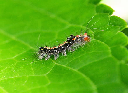 Caterpillar, Leaf, Pest, Damage, Animal, nature, green, garden HD wallpaper