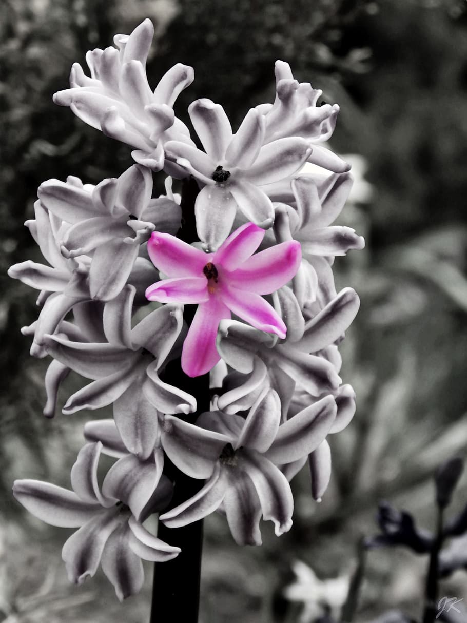 pink, flower, spring, garden, nature, macro, flowering plant HD wallpaper