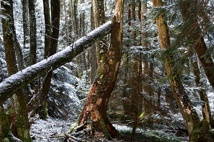 tree, old, old tree, nature, forest, log, mystical, gloomy HD wallpaper