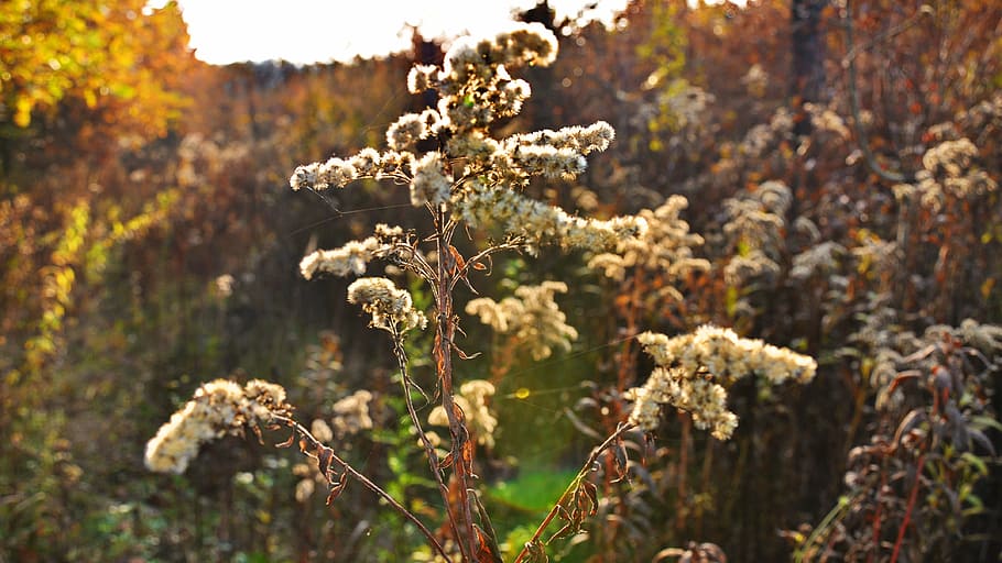 Flower, Light, autumn, nature, plant, outdoors, day, focus on foreground HD wallpaper
