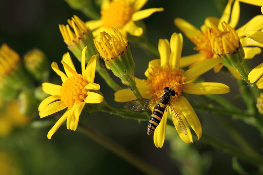 insect, hoverfly, yellow flower, flowering plant, one animal HD wallpaper