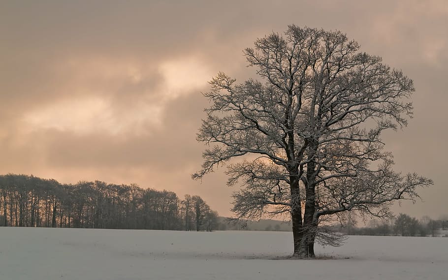 bare tree on ground covered with snow, nature, winter, old tree HD wallpaper
