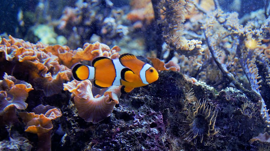 nemo, fish, aquarium, water, nature, sea, coral, animal themes HD wallpaper