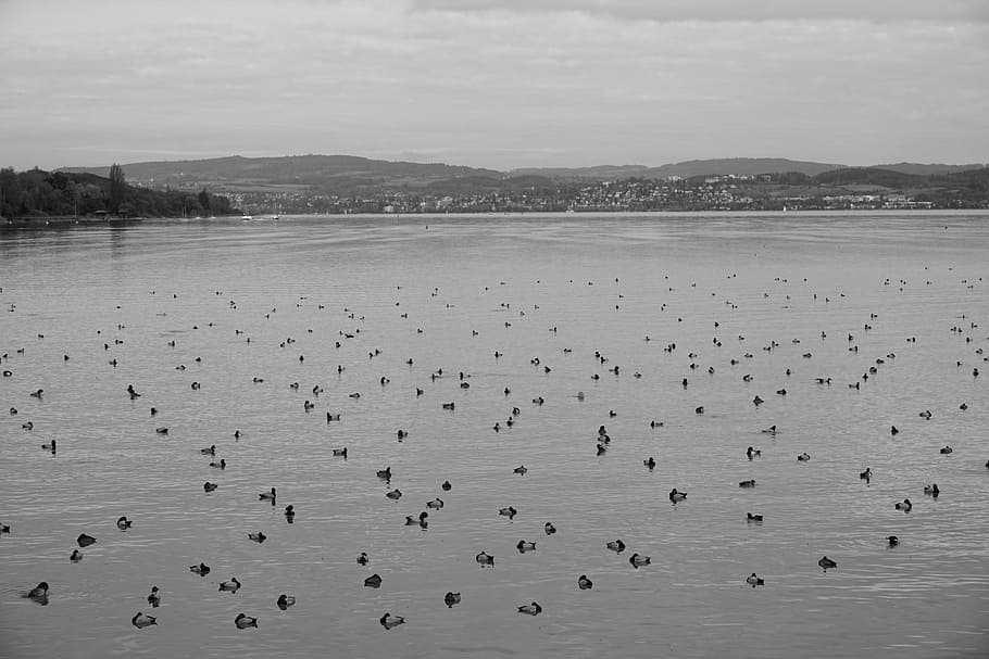 ducks, lake, rest, black white, water bird, animal, swim, animal world HD wallpaper