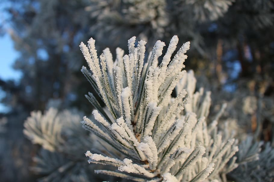 frost, forest, landscape, trees, cold, winter, icy, nature HD wallpaper
