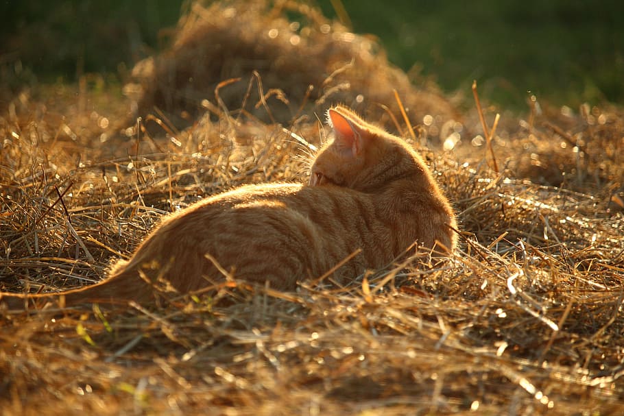cat, kitten, mieze, straw, summer, red mackerel tabby, red cat HD wallpaper