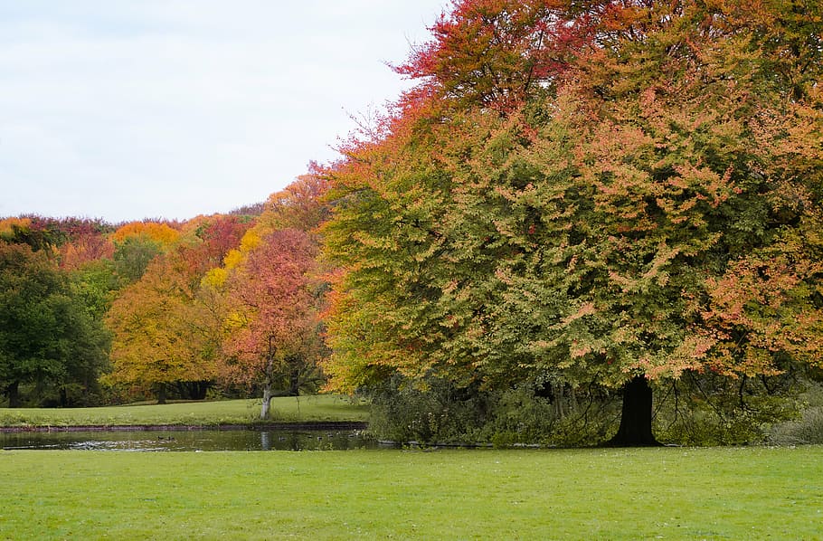 park, foliage, trees, autumn, fall, colorful, nature, landscape HD wallpaper