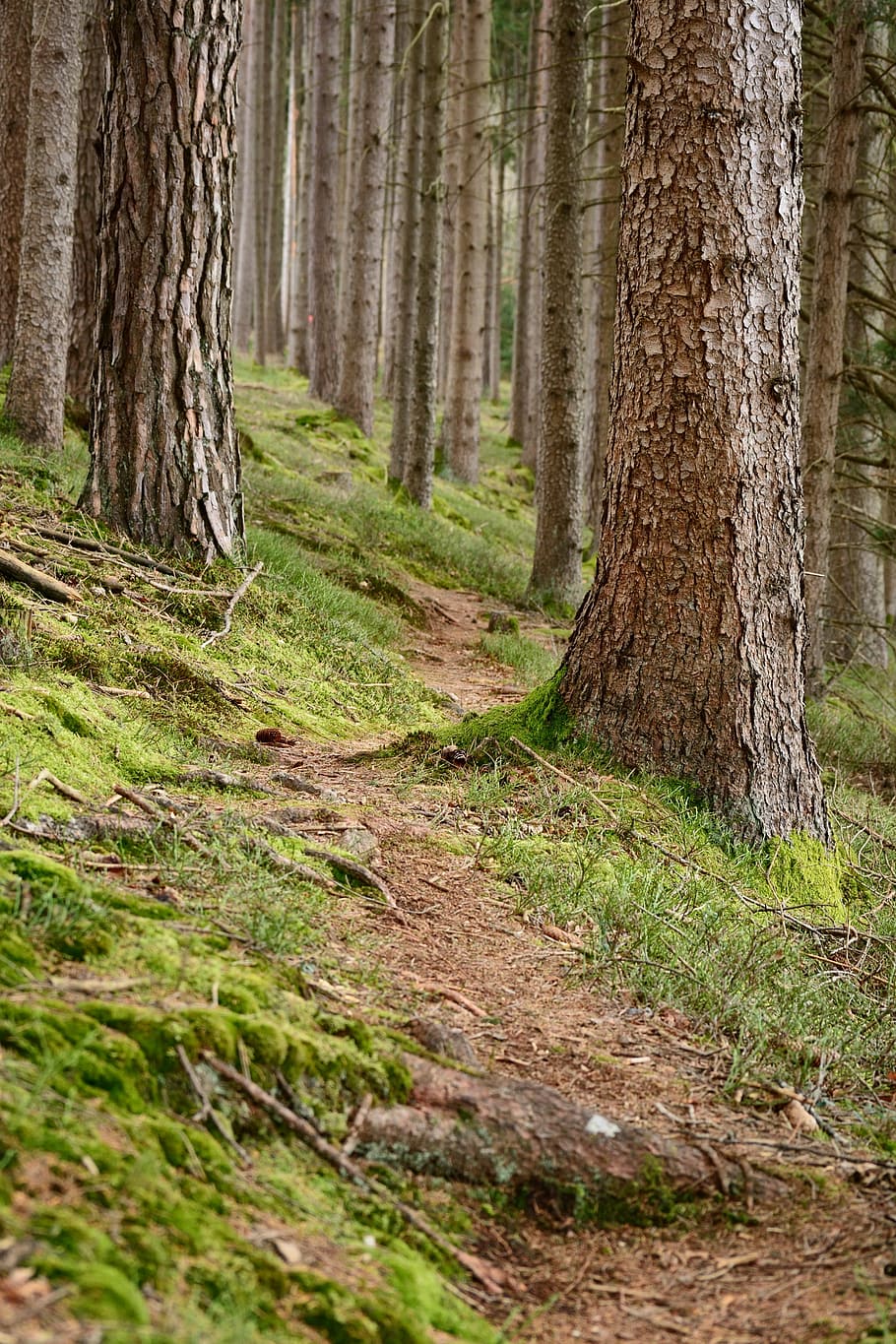 green trees on focus photo, recovery, away, path, forest, nature HD wallpaper