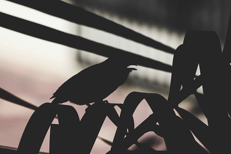 silhouette of bird perching on plant during daytime, silhouette photography of bird on linear leaf plant HD wallpaper