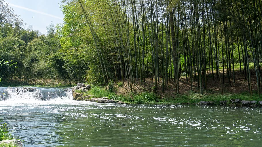 waters, nature, river, tree, wood, bamboo, landscape, flow HD wallpaper