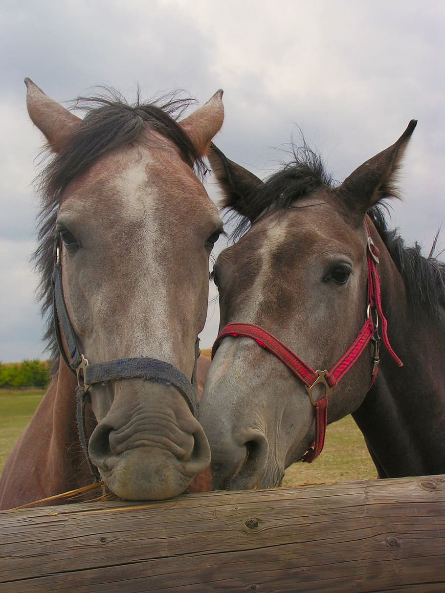horses, pen, portrait, head, domestic, domestic animals, livestock HD wallpaper