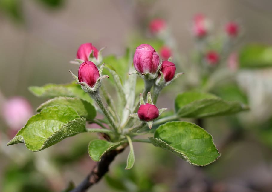 flowers, pink, march, tree, fruit, casey, spring, flourished HD wallpaper