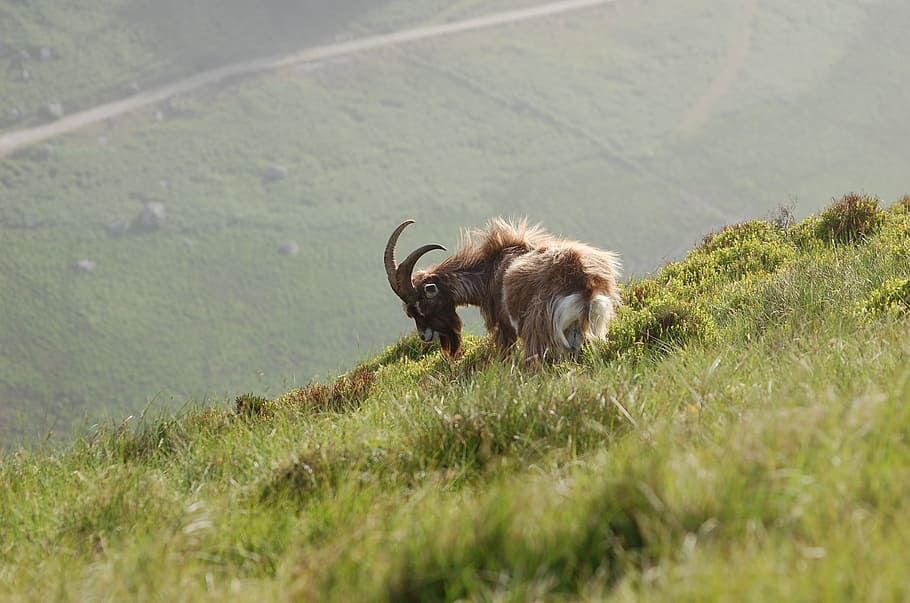 wild, mountain, goat, mammal, animal themes, domestic animals HD wallpaper