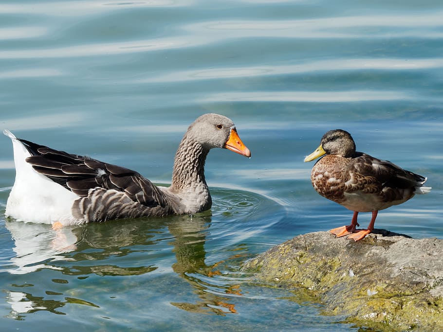 barnacle, geese, duck, animals, green collar, birds, animals in the wild HD wallpaper