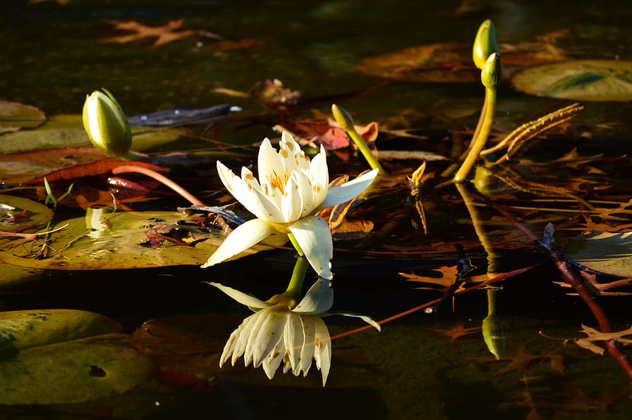 lotus, central park, flower, flowering plant, fragility, vulnerability HD wallpaper