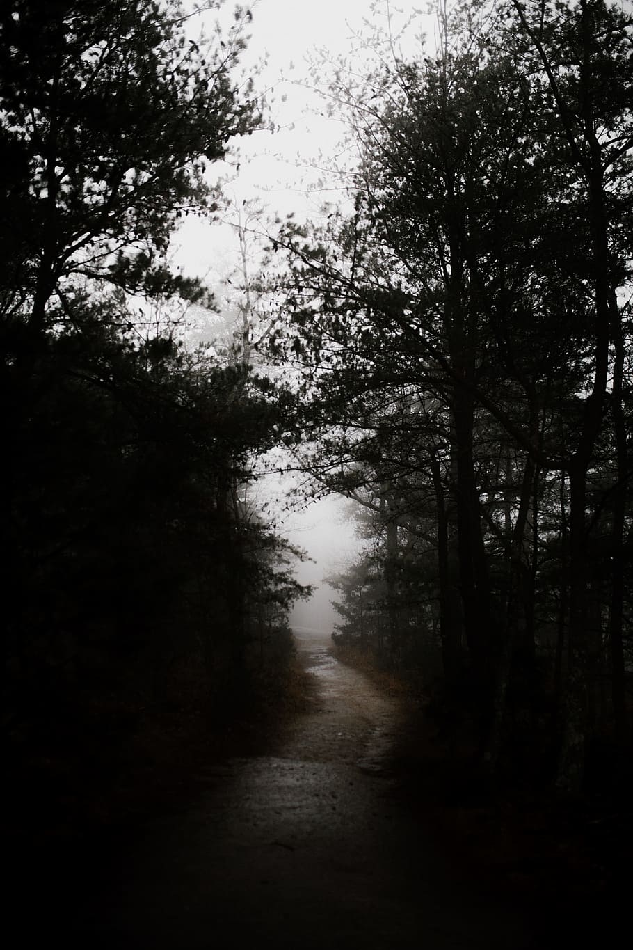 silhouette photography of tree, forest covered with fog, The Clouds HD wallpaper