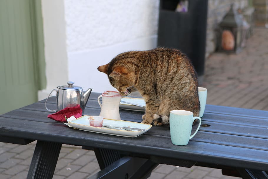 brown tabby kitten looking on white mini pitcher during daytime HD wallpaper